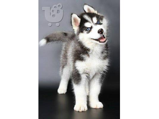 PoulaTo: Χάσκι Σιβηρίας (Siberian Husky)